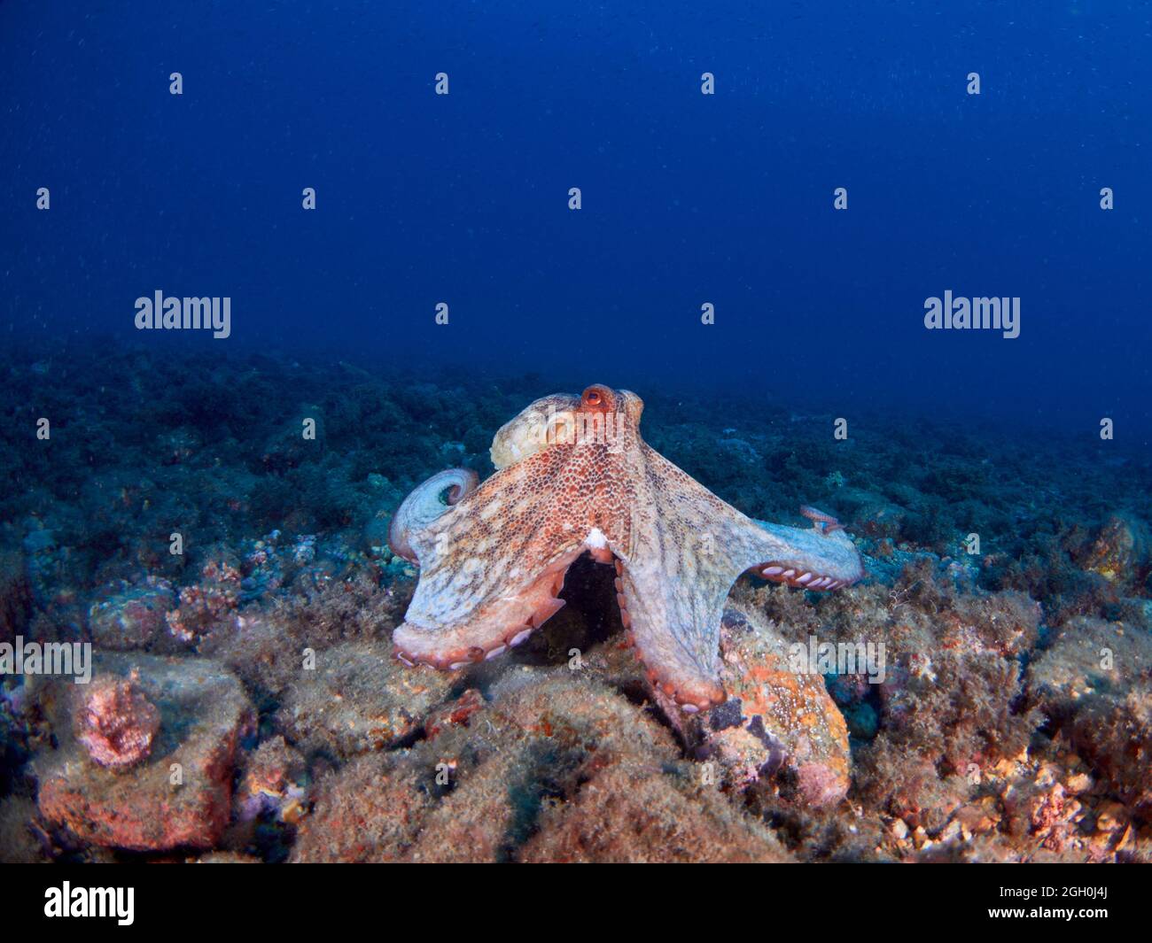 Pieuvre commune (pieuvre vulgaris) dans la mer Méditerranée Banque D'Images