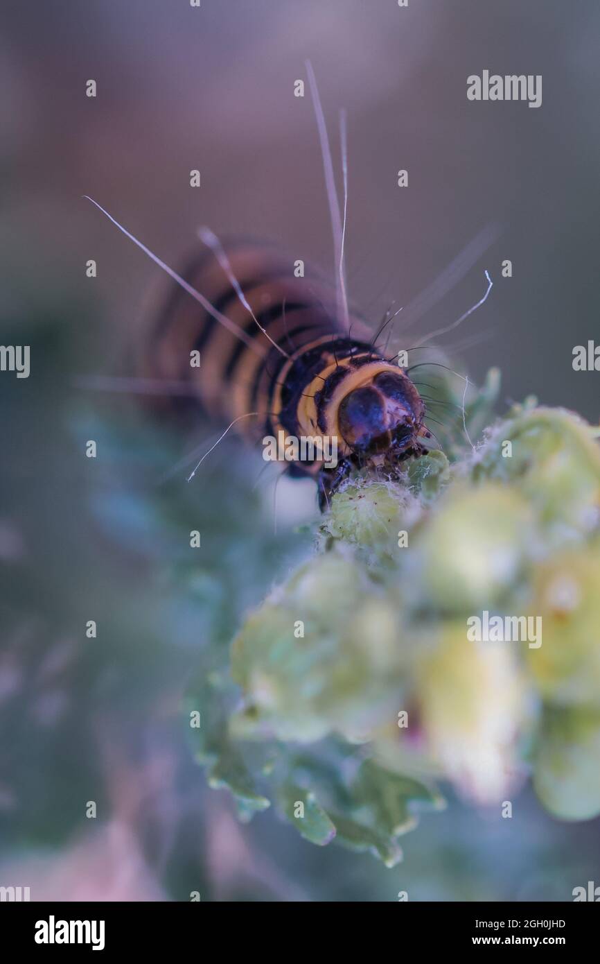 La photo d'une chenille de cainnabar (Tyria jacobaea) se nourrit d'une usine de ragowort qui pousse dans les déchets de Barnham Cross Common à Norfolk Banque D'Images