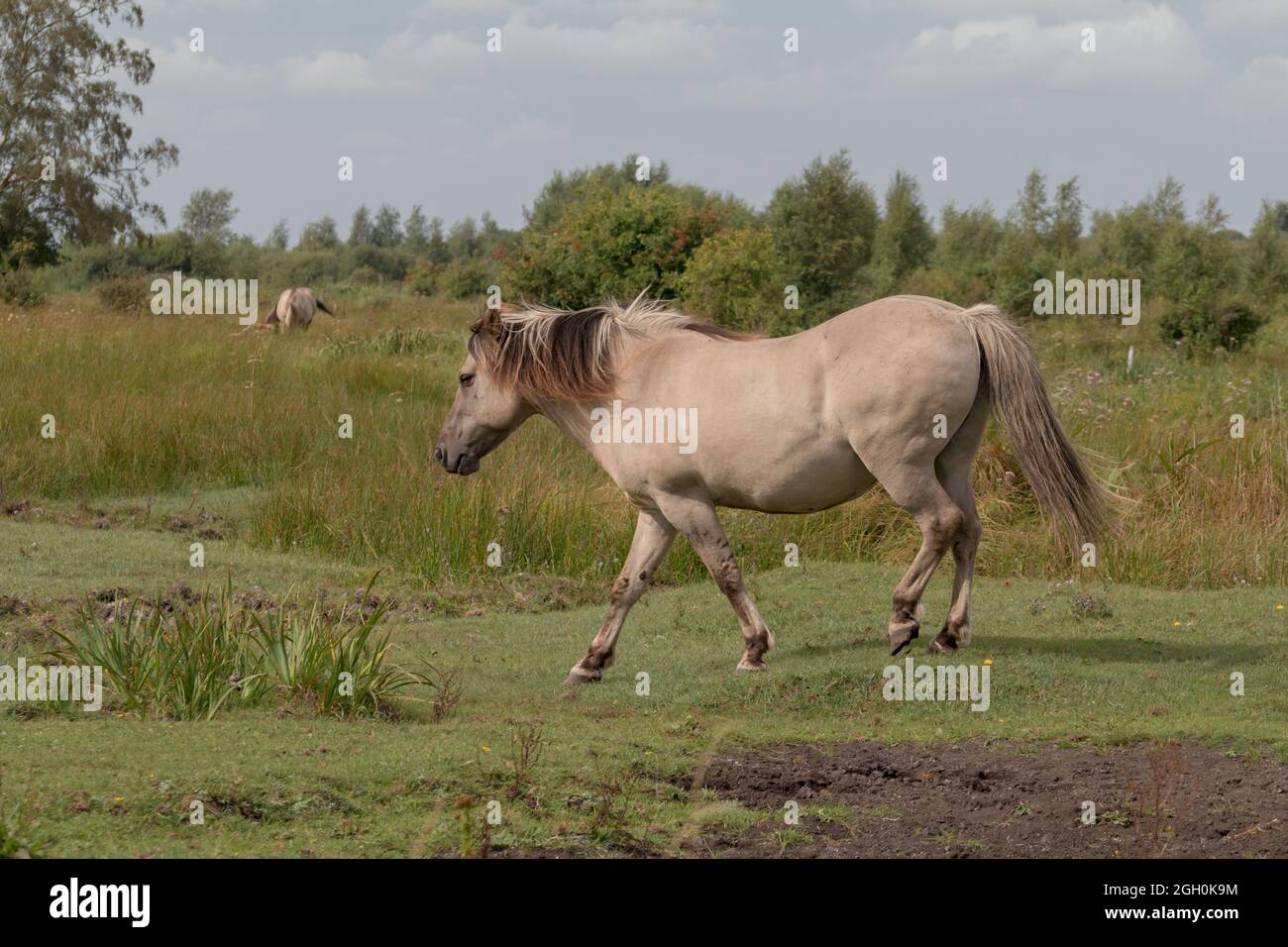 Un poney konik se déplace à travers l'herbe fraîchement coupée dans le fenland de Wicken Fen, Cambridgeshire Banque D'Images