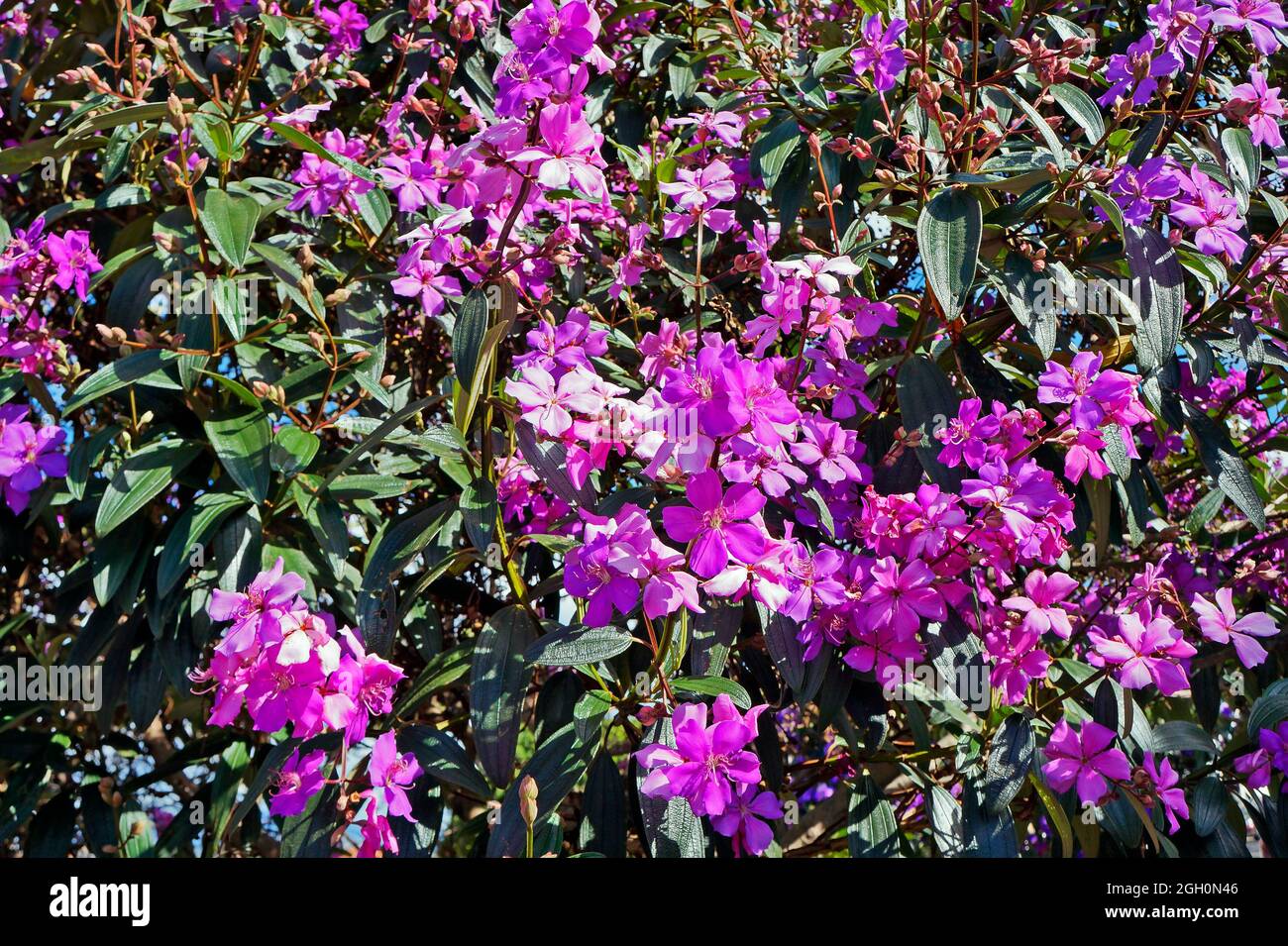 Fleur de princesse pourpre (Tibouchina granulosa), Diamantina, Brésil Banque D'Images