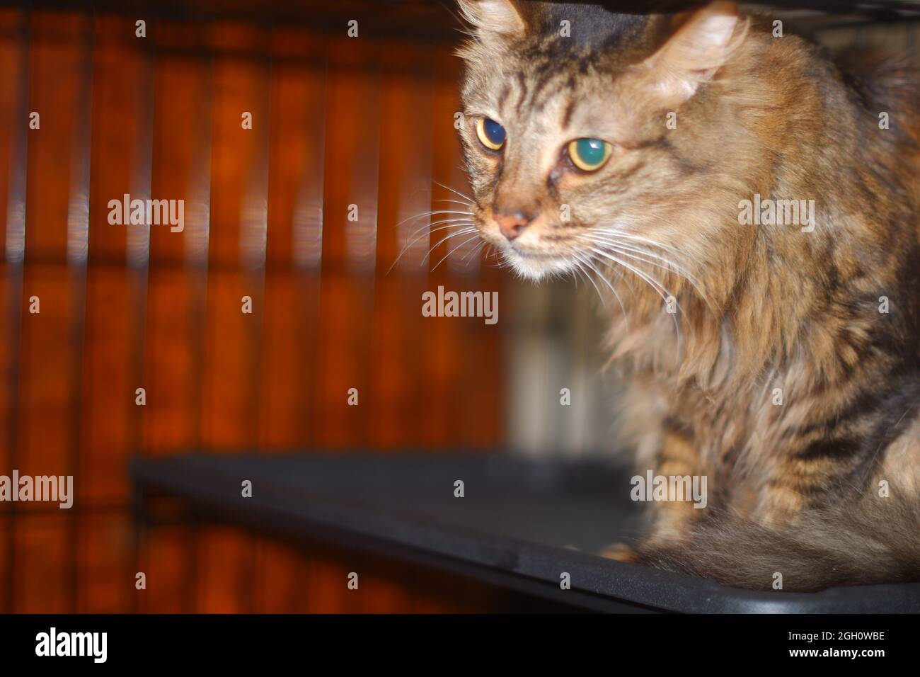 Long tabred par chat dans la cage Banque D'Images