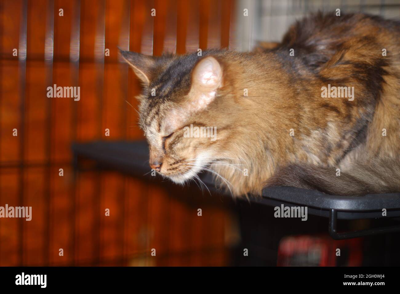Long tabred par chat dans la cage Banque D'Images
