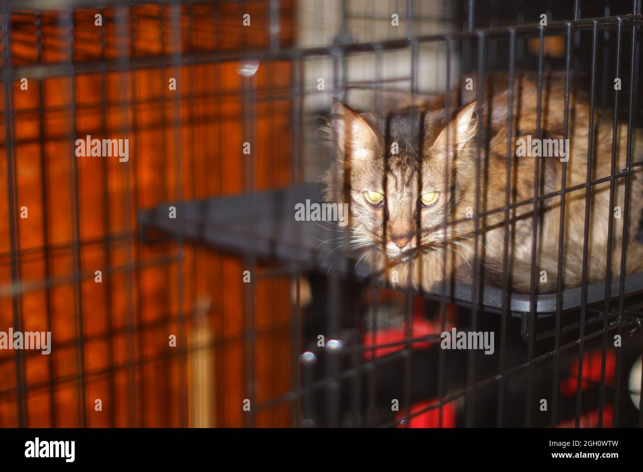 Long tabred par chat dans la cage Banque D'Images