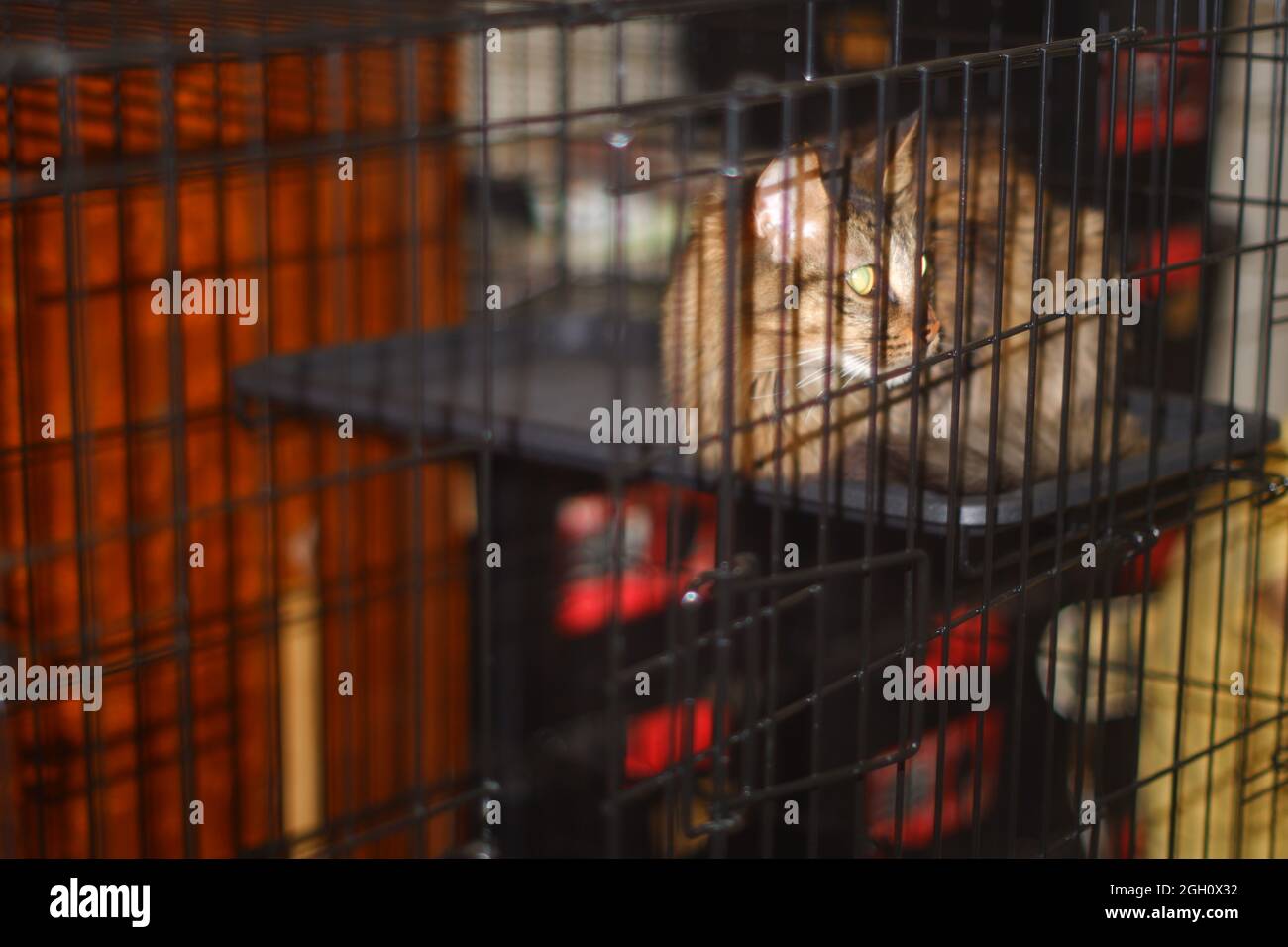 Long tabred par chat dans la cage Banque D'Images