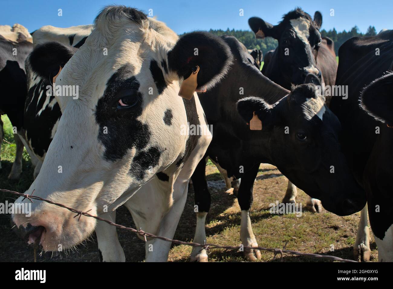 Groupe de jeunes vaches normandes noires et blanches regardant la caméra Banque D'Images