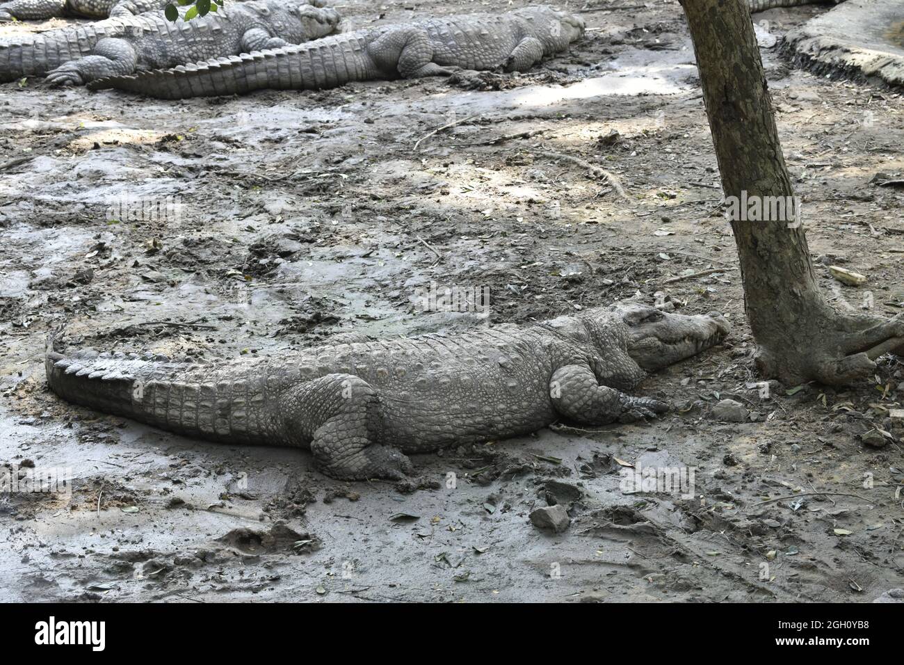 Crocodile dans la boue Banque D'Images