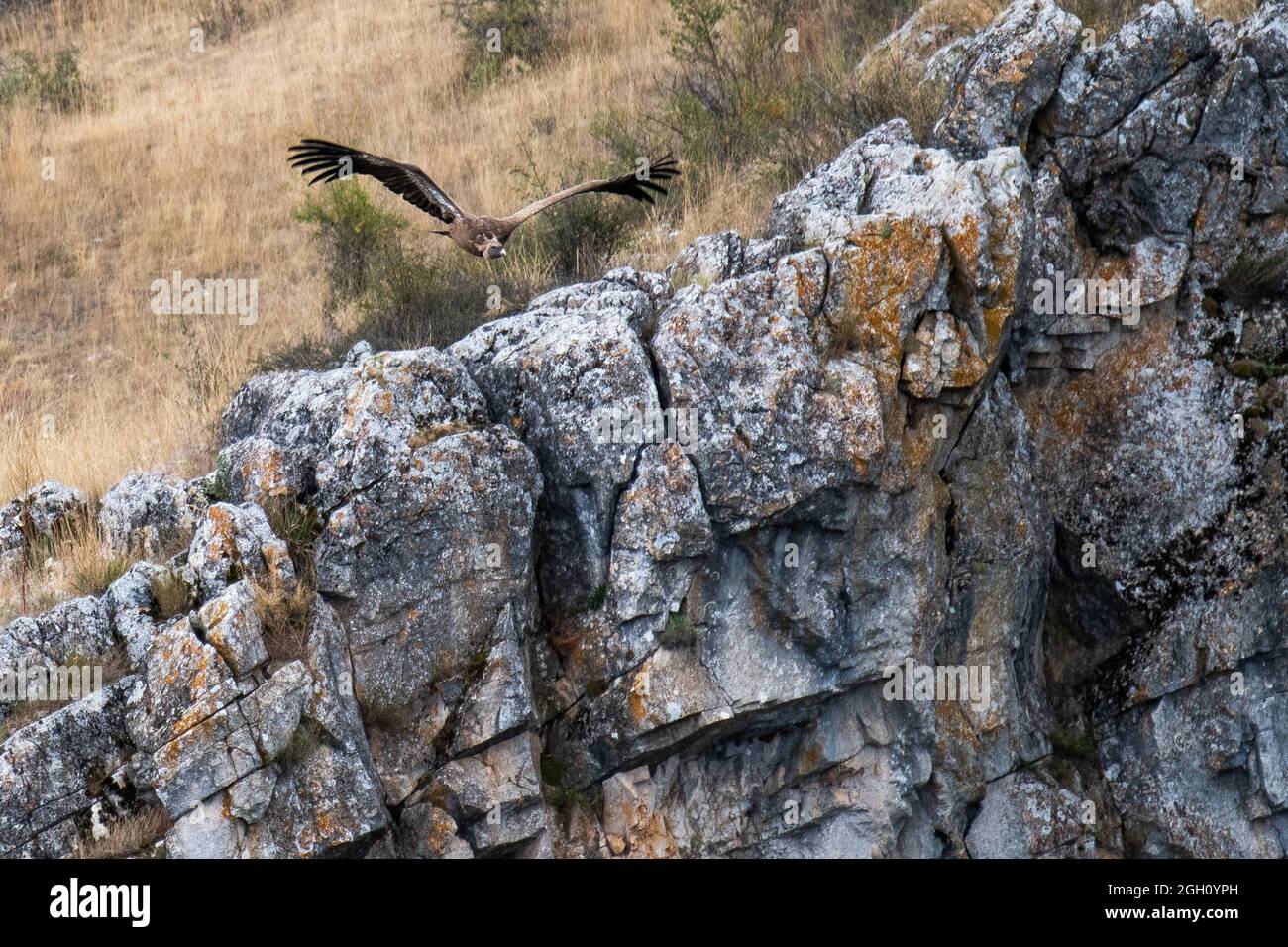 Un vautour de griffon (Gyps fulvus) volant dans le parc naturel de Barranco del Rio Dulce. Banque D'Images