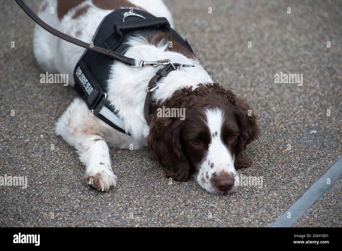 Ascot, Berkshire, Royaume-Uni. 4 septembre 2021. Le chien de recherche d'explosifs Pepsi a un peu de repos après une matinée chargée de travail à l'hippodrome d'Ascot. Crédit : Maureen McLean/Alay Live News Banque D'Images