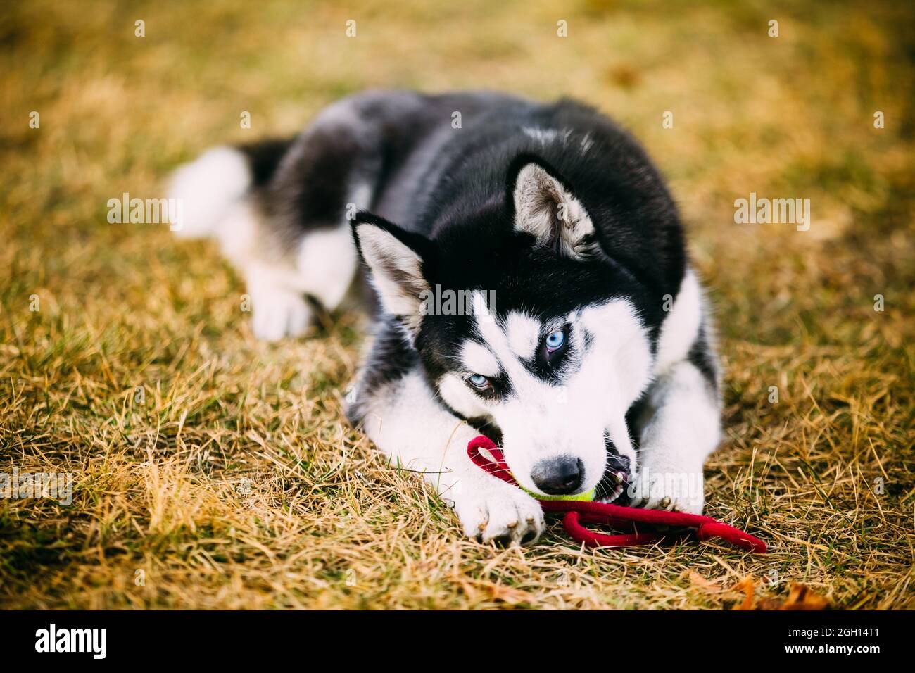 Siberian husky puppy toy Banque de photographies et d'images à haute  résolution - Alamy