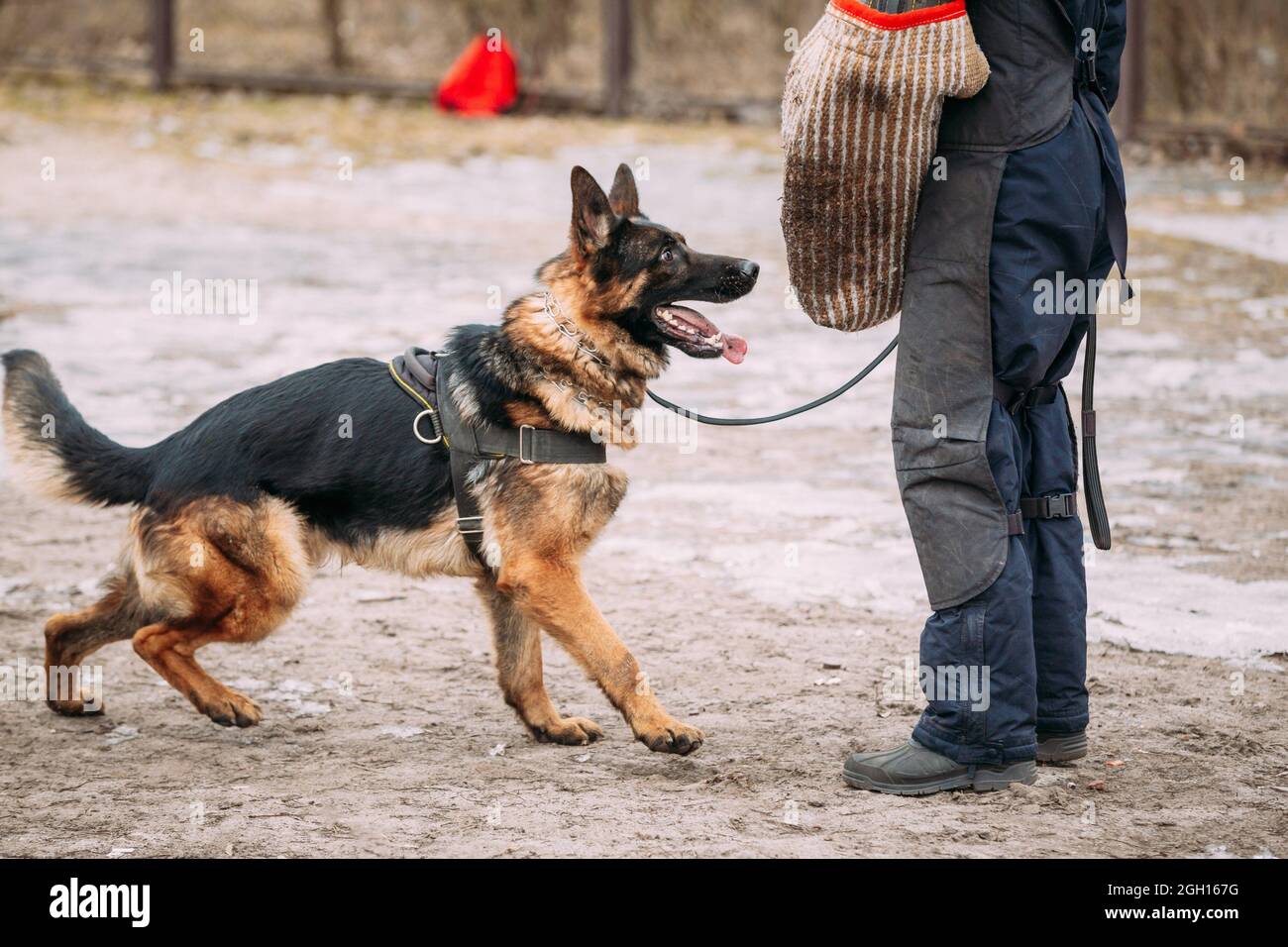 Dressage de chiens de berger allemands. Chien mordant. Chien de loup  alsacien. Deutscher, chien Photo Stock - Alamy