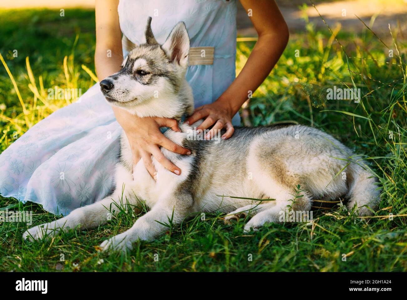 Petite fille en robe et son chien chiot Husky dans le parc en été Photo  Stock - Alamy