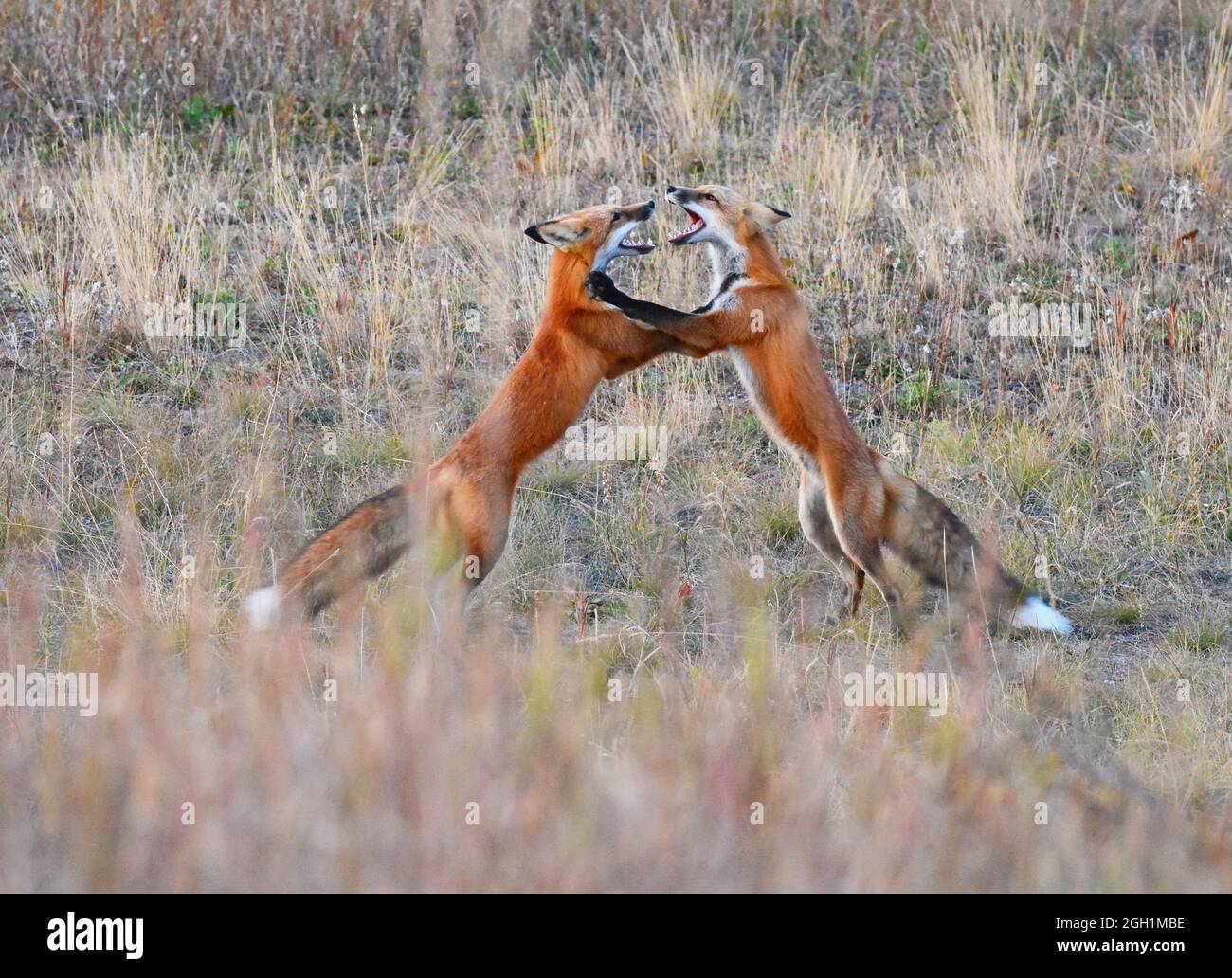 Renard roux, Vulpes vulpes, oursons de combat Banque D'Images