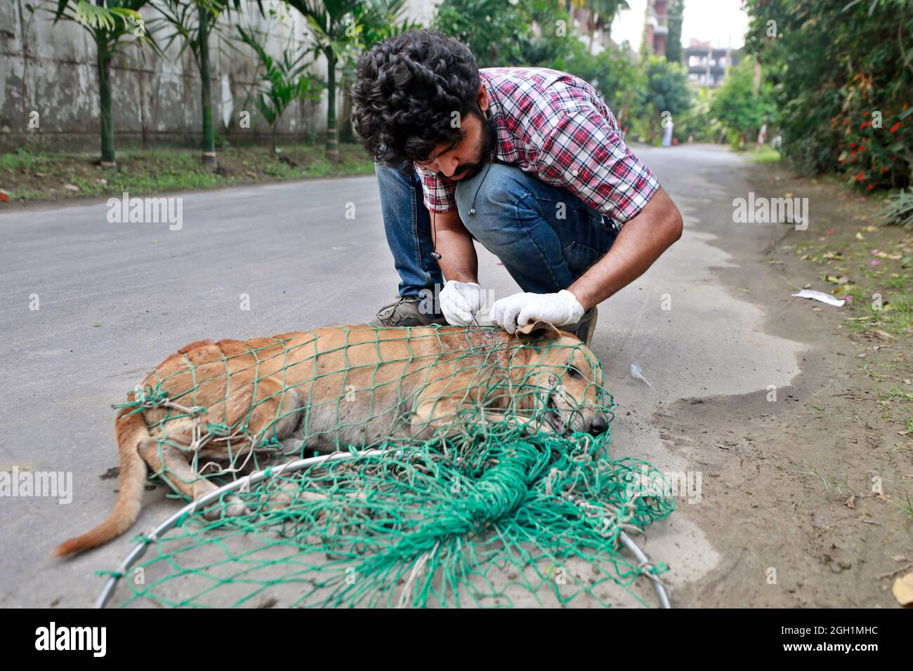 Dhaka, Bangladesh - 04 septembre 2021 : Abu Sufian, un jeune homme, traite et vaccine les chiens de rue à Dhaka de sa propre initiative. Banque D'Images