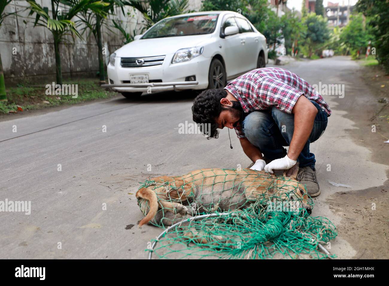 Dhaka, Bangladesh - 04 septembre 2021 : Abu Sufian, un jeune homme, traite et vaccine les chiens de rue à Dhaka de sa propre initiative. Banque D'Images