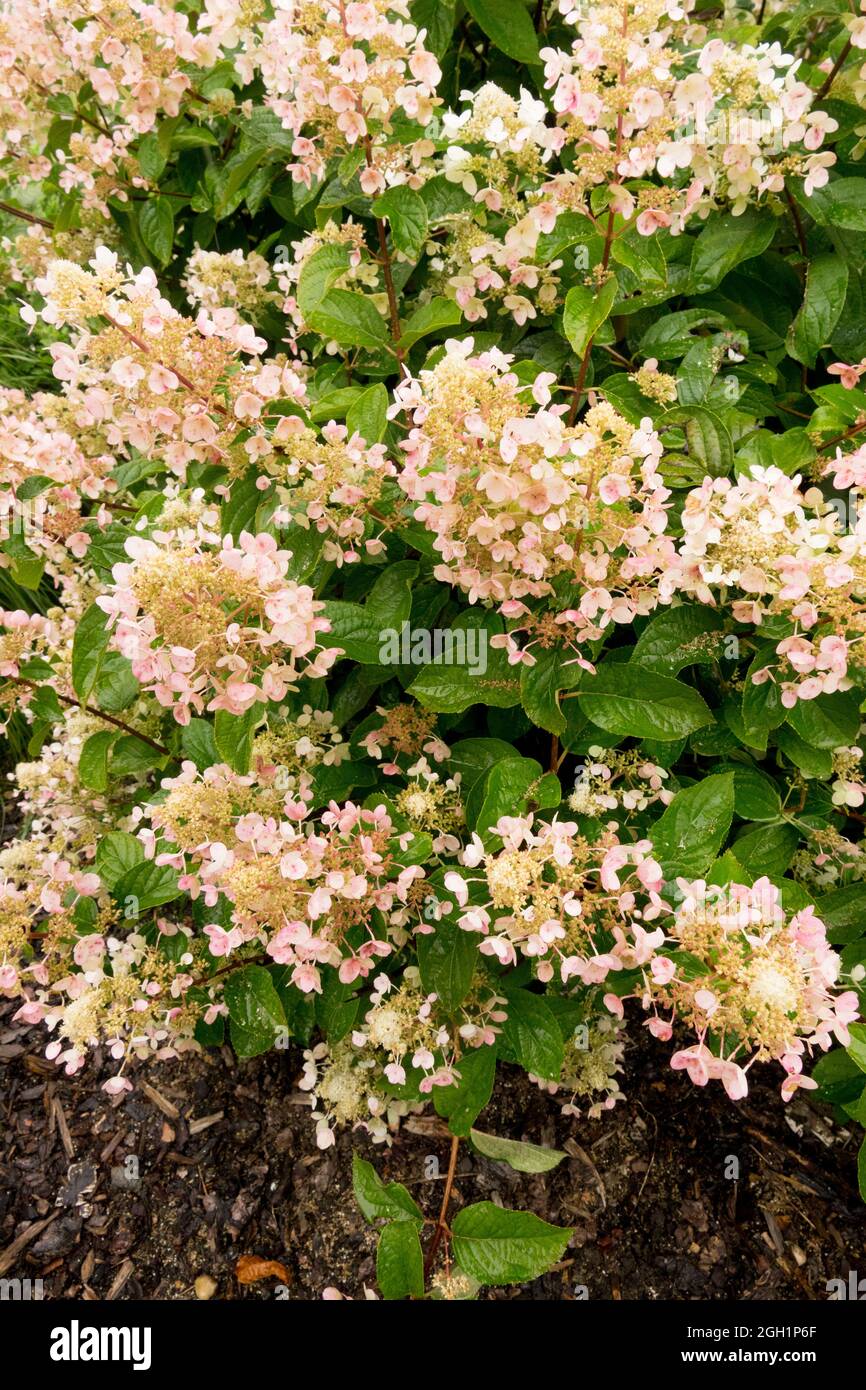 Fleur de jardin d'Hydrangea paniculata 'Wims Red' Banque D'Images