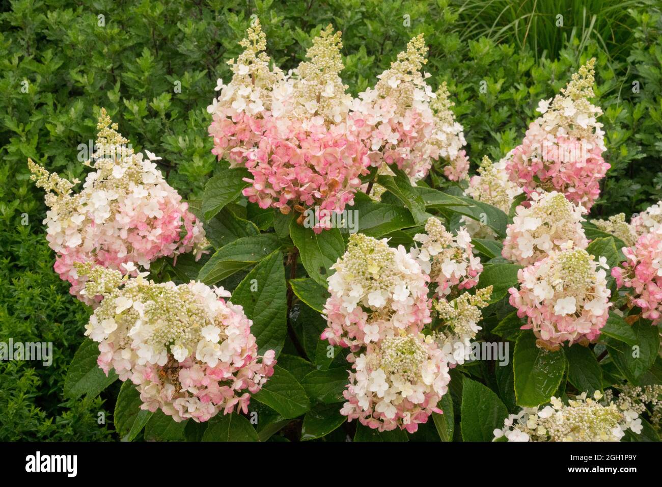 Hydrangea paniculata rose blanc Banque D'Images