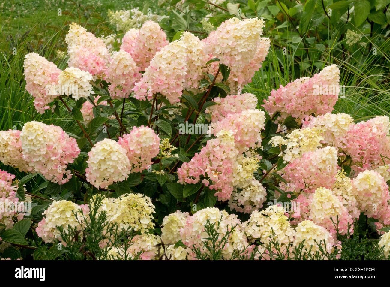 Hydrangea paniculata blanc rose Banque D'Images