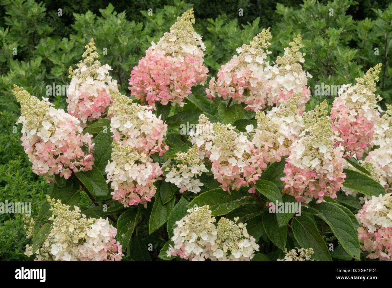 Hydrangea paniculata 'Pinky Winky' Banque D'Images