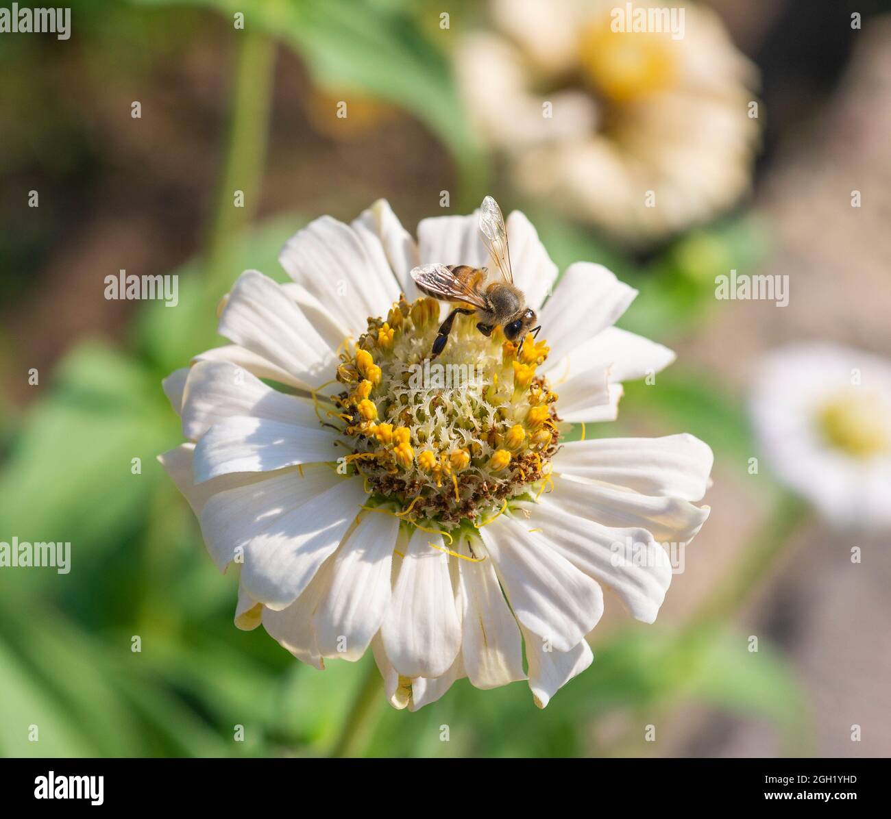 Gros plan d'une abeille api collectant le pollen de sapes sur des fleurs de dahlia jaune et blanc dans le jardin Banque D'Images