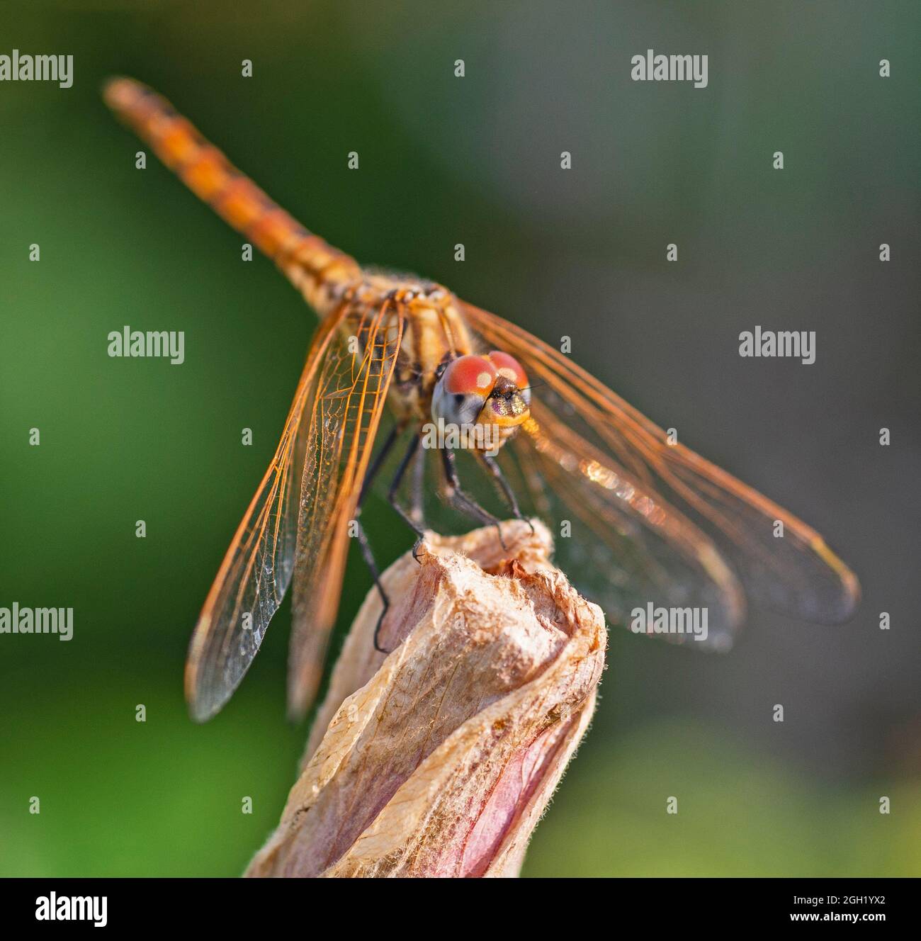 Gros plan macro de la libellule à yeux rouges Pachydipax longipennis sur tige de plante dans le jardin Banque D'Images