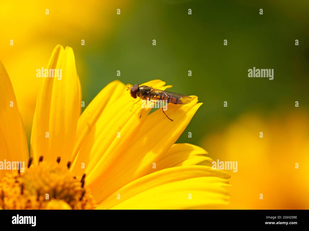 Mouche volent, Syrphidae. Gros plan de l'insecte sur une fleur jaune. Banque D'Images