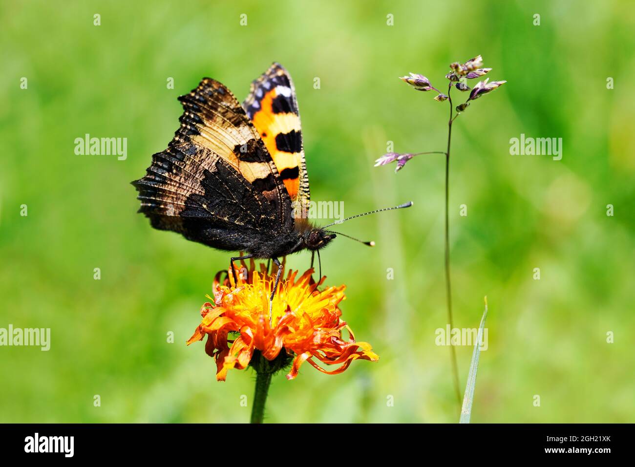 Petit tortoiseshell, Aglais urticaire. Papillon eurasien coloré. Gros plan de l'insecte avec des ailes orange-noires. Banque D'Images