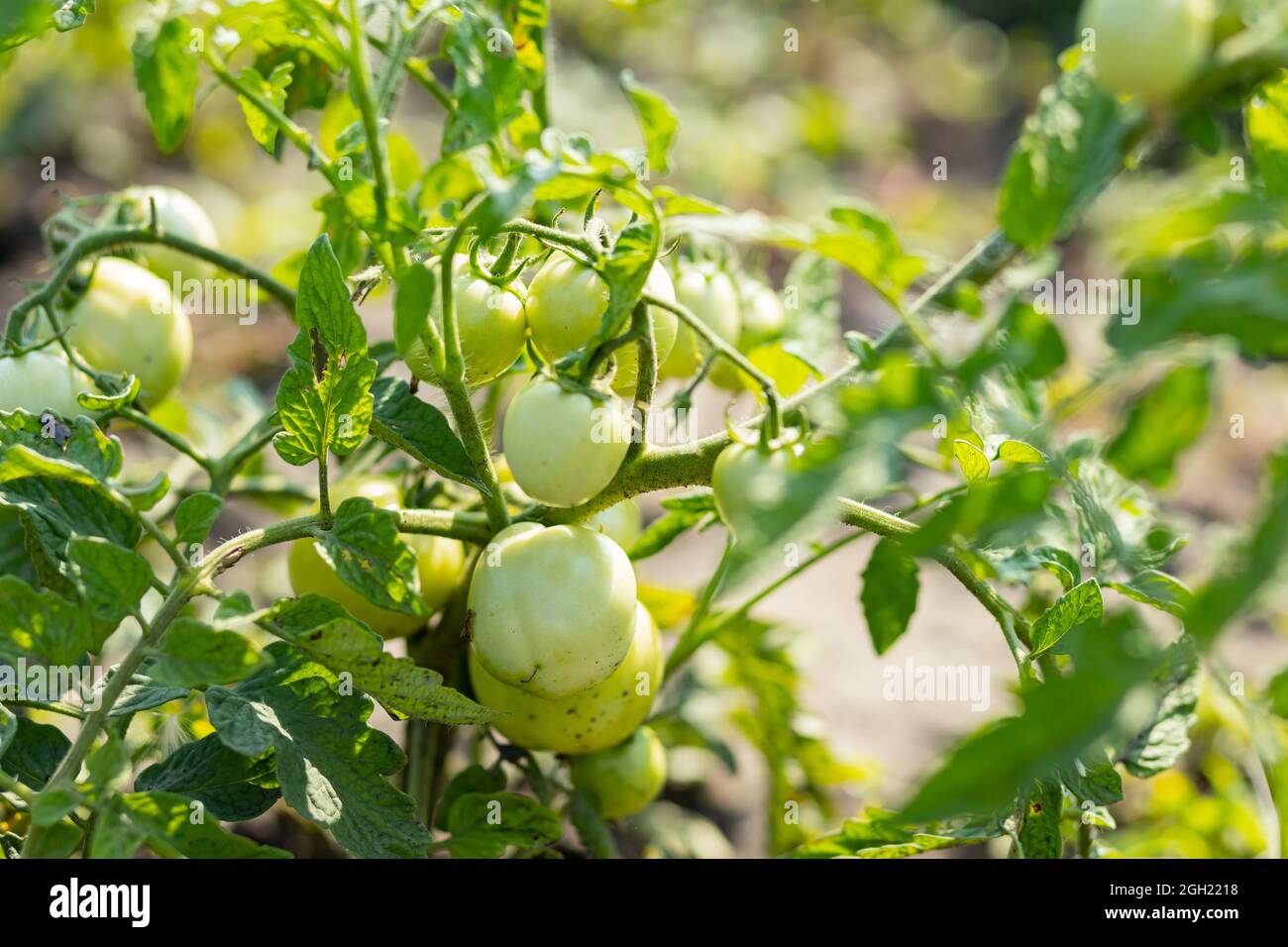Tomates vertes sur la brousse. Culture de tomates vertes, mûrissement sur une branche dans le jardin. Agriculture biologique. Concept d'agriculture Banque D'Images