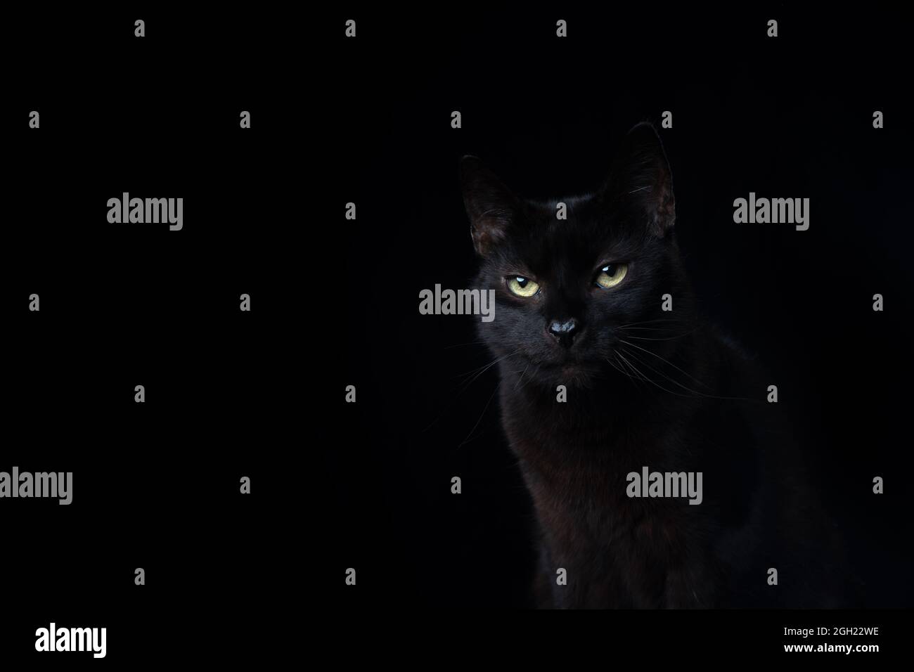 portrait de chat noir sur arrière-plan noir avec torche d'objectif Banque D'Images