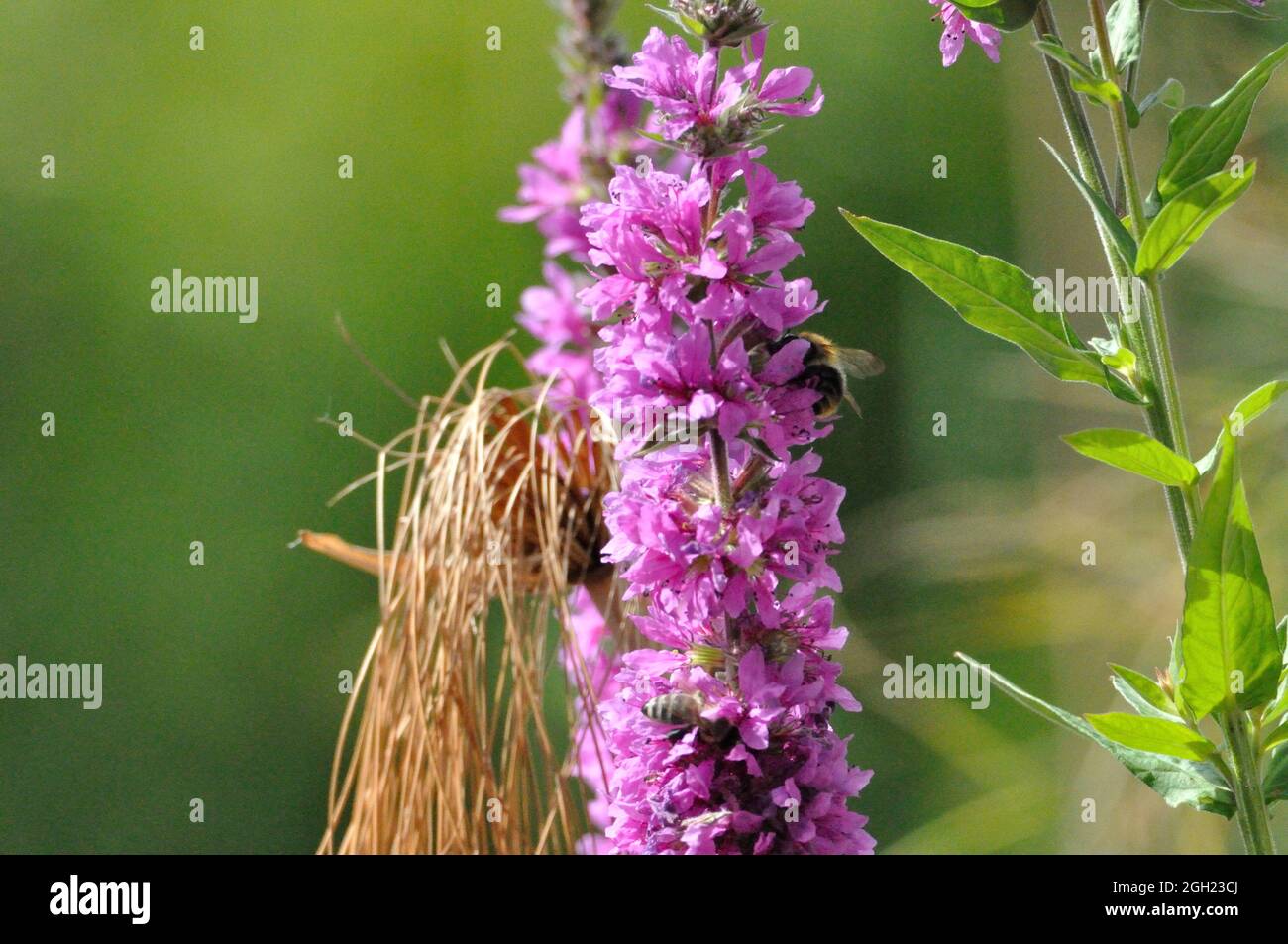 Gewöhnlicher Blutweiderich (Lythrum salicaria) im Garten an einem künstlichen Gartenteich lädt Insekten (hier Bienen) zum Naschen ein. - le violet se desserre Banque D'Images