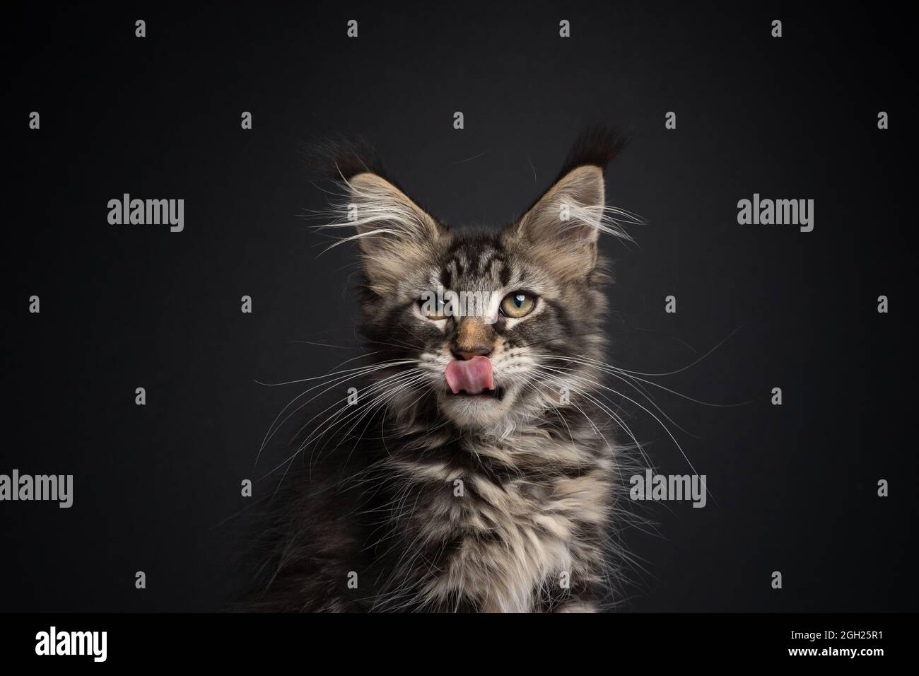 portrait de chaton de maine coon affamé léchant des lèvres sur fond noir avec espace de copie Banque D'Images