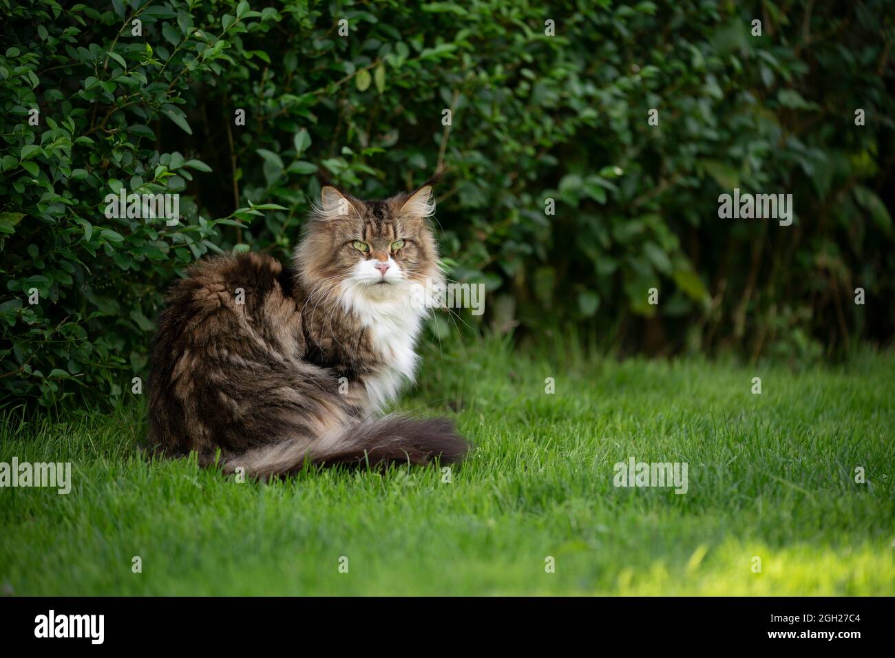 vue latérale d'un chat blanc de maine coon en peluche sur une pelouse  verte, assis à côté d'un bush observant le jardin Photo Stock - Alamy