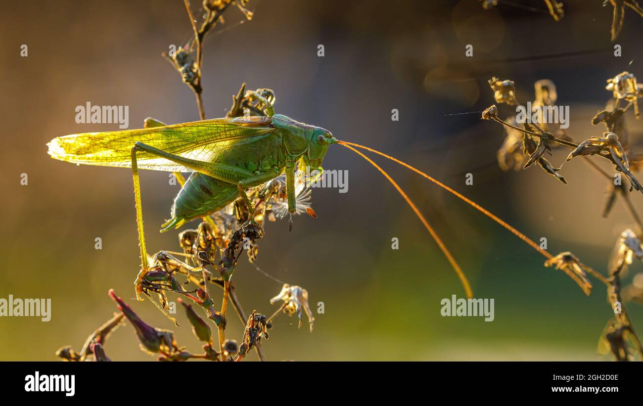 Un grand cricket vert du Bush Banque D'Images