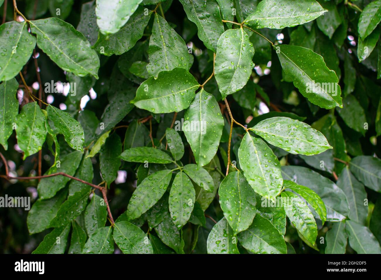 Collection botanique, Cinnamomum, feuilles humides de cannelle indonésienne tropicale verte, source de bâtons de cannelle aromatique Banque D'Images