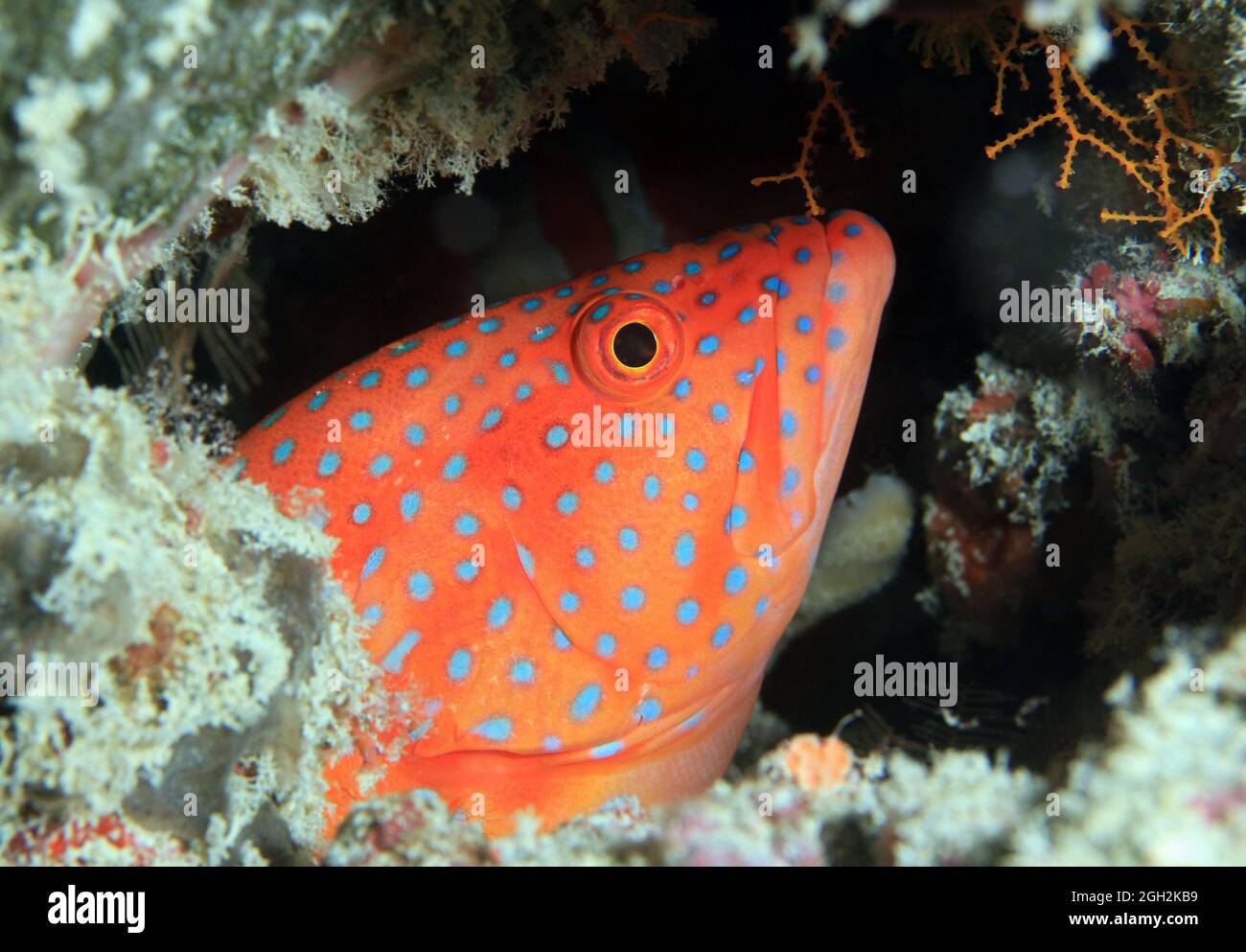 Tétras de corail (Cephalophalis miniata). Ari Atoll du Sud, Maldives Banque D'Images