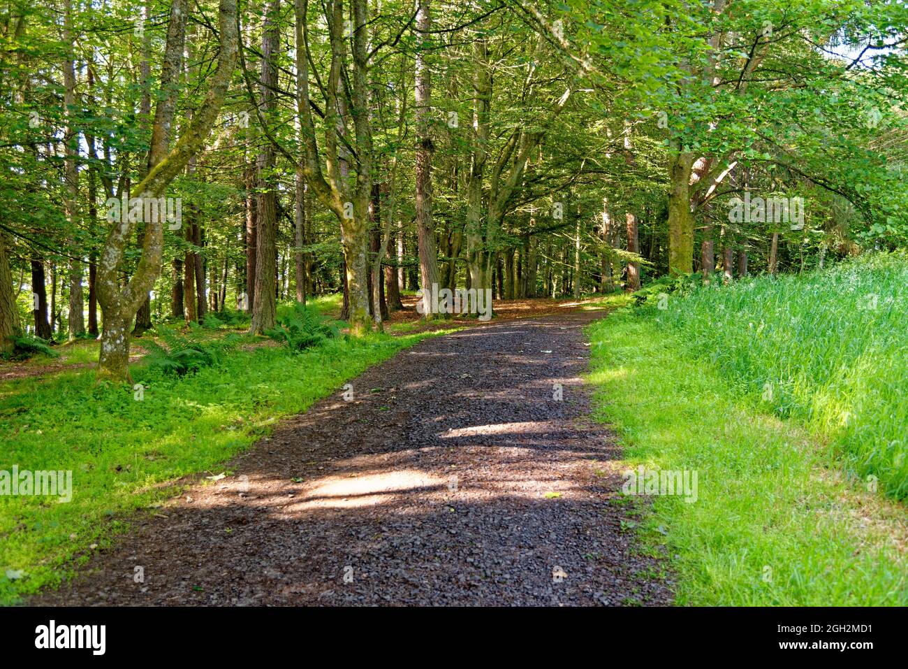 Une promenade à travers les bois - Kinnoull Hill Woodland Park - Perth. Écosse, Royaume-Uni. 17 juillet 2021 Banque D'Images
