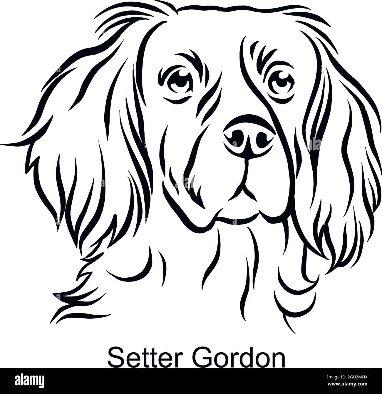 Setter Gordon Portrait chien en ligne - PET Portrait en lumière tête isolée sur blanc - vecteur Illustration de Vecteur