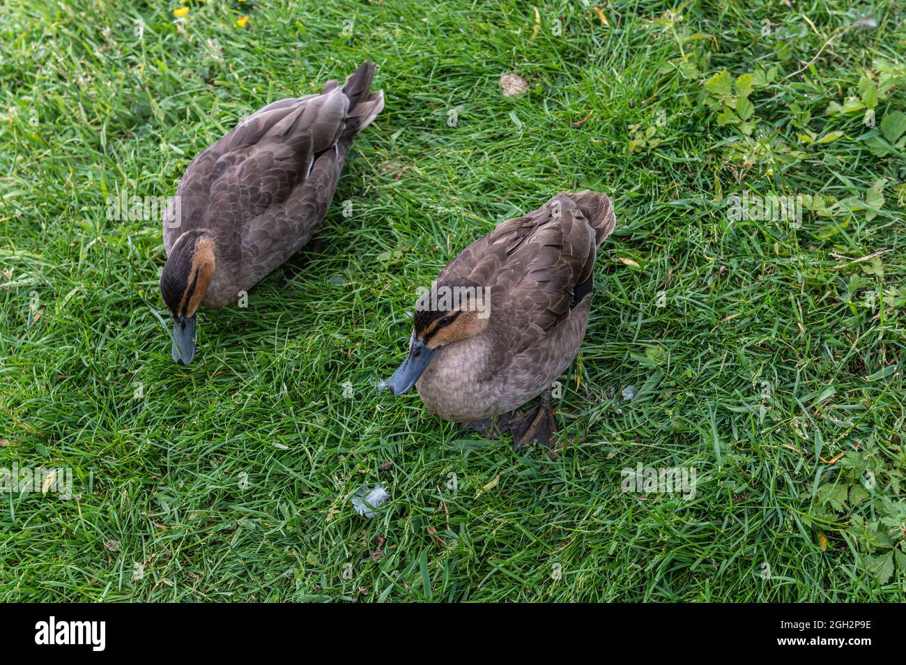 Philippine Duck captive au Washington Wetland Center, Washington, Tyne and Wear, Royaume-Uni Banque D'Images