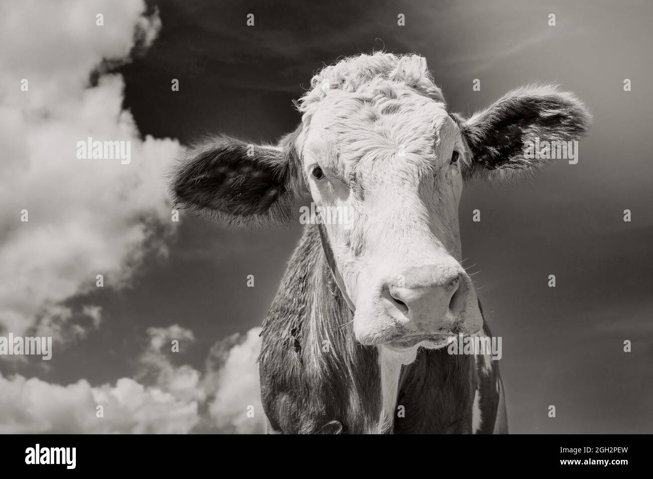 portrait de vache, gros plan en noir et blanc Banque D'Images
