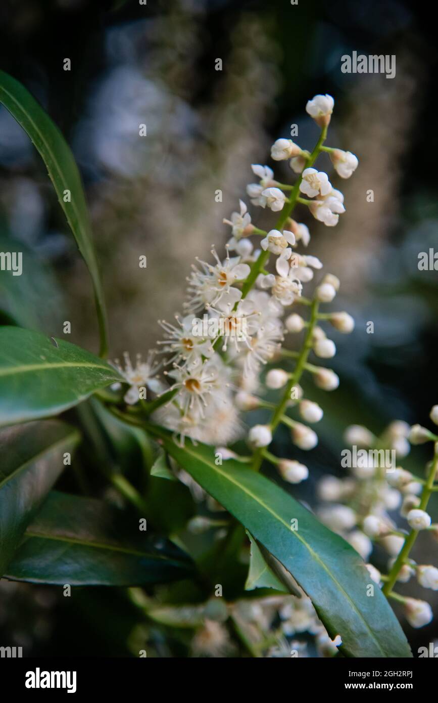 Belle fleur blanche avec des pétales intéressants Banque D'Images