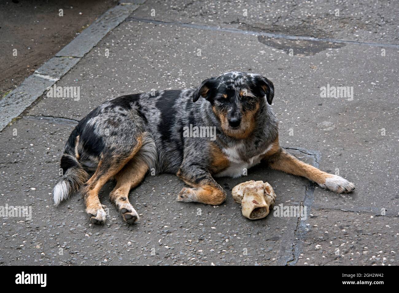 Chien et os assis sur la chaussée. Banque D'Images