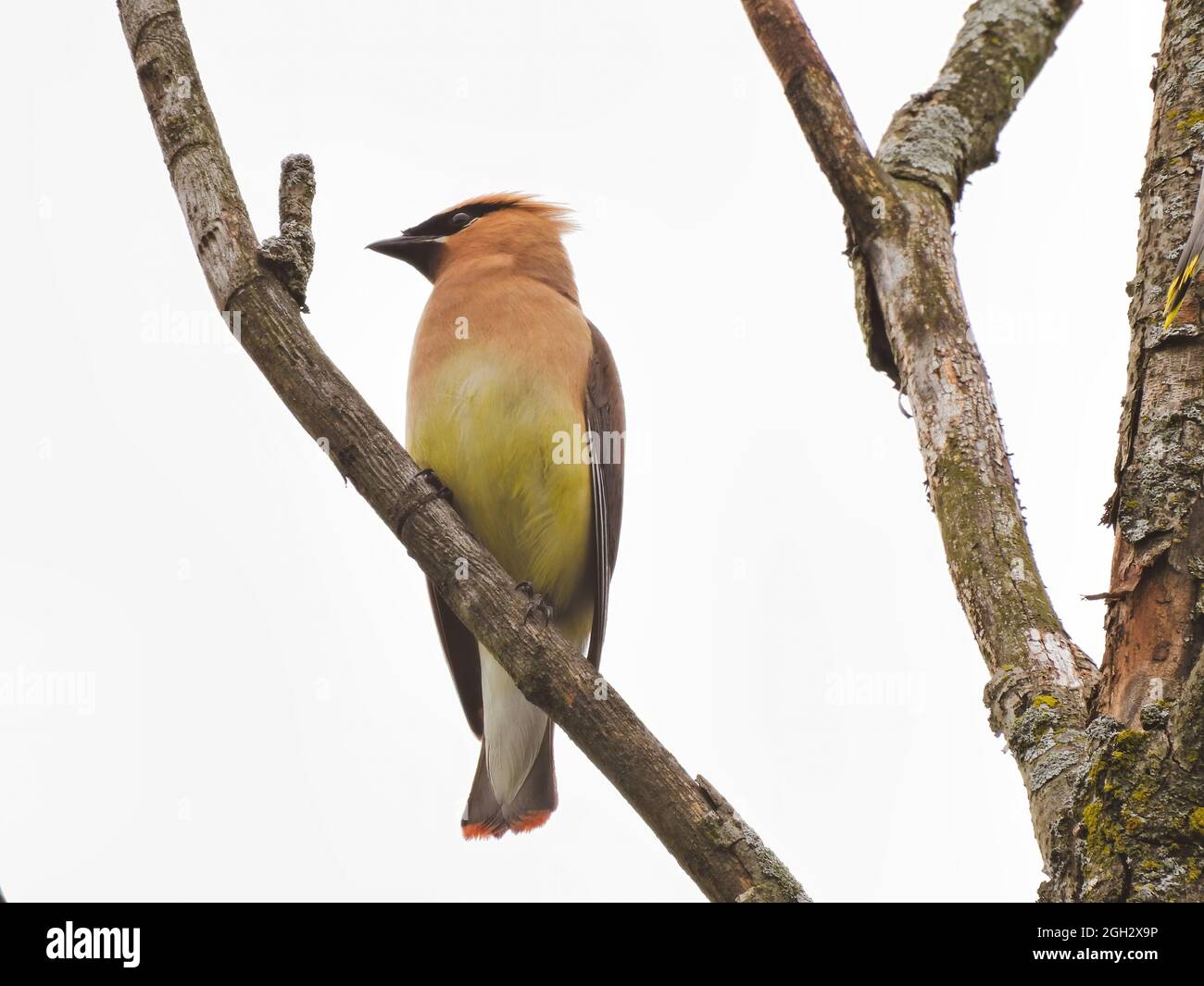 Waxwing on a Branch: Un oiseau de cèdre à la cire montre son profil lorsqu'il est perché sur une branche d'arbre par un jour nuageux Banque D'Images
