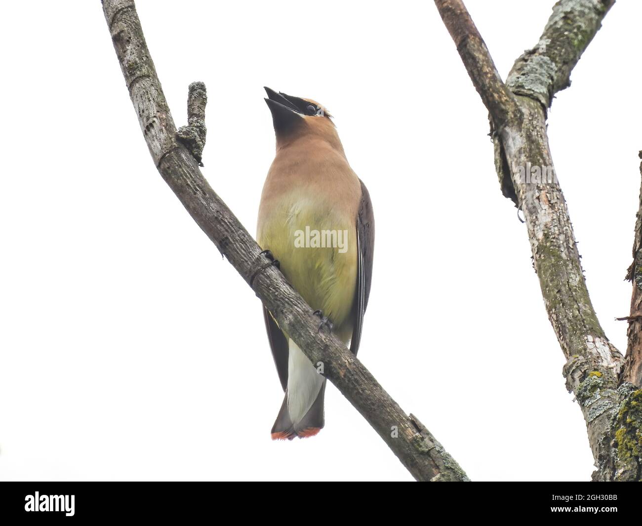 Waxwing on a Branch: Un oiseau de cèdre à la cire chante alors qu'il est perché sur une branche d'arbre par un jour nuageux Banque D'Images