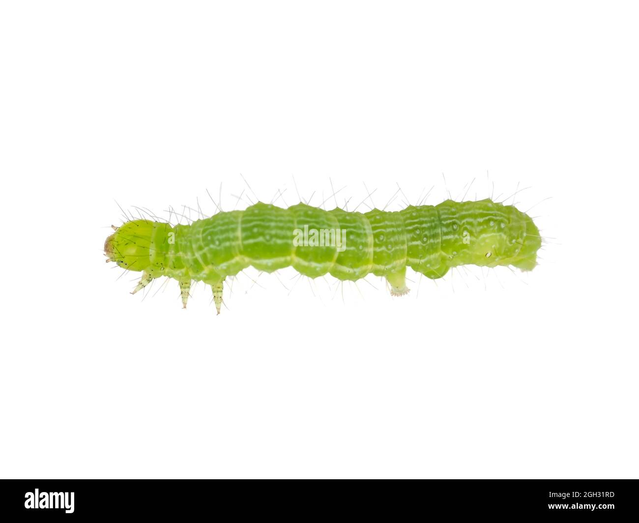 La petite chenille verte du ravageur de jardin, probablement Trichoplusia ni (chou-bouvier) Banque D'Images