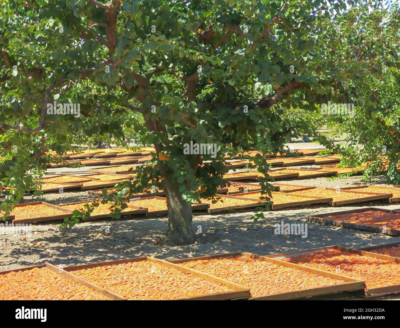 Les abricots de Blenheim séchant sur des racks sous arbre fruitier prêt pour la récolte Banque D'Images