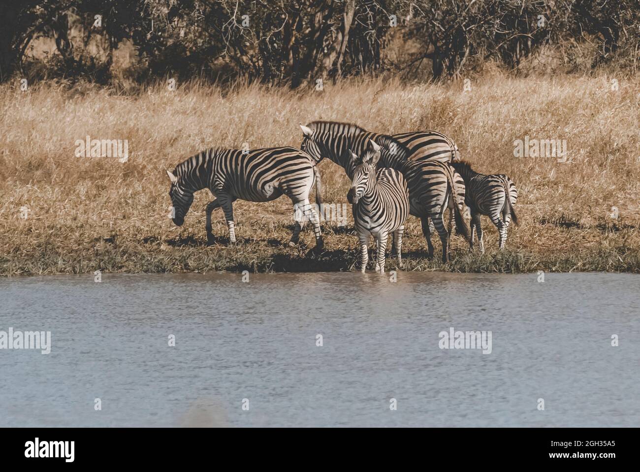 Zèbre africain dans l'environnement de sabannah, Parc national Kruger, Afrique du Sud. Banque D'Images