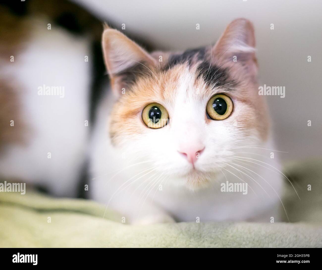 Un chat à large œil dilué Calico shorthair regardant la caméra avec des pupilles dilatées Banque D'Images