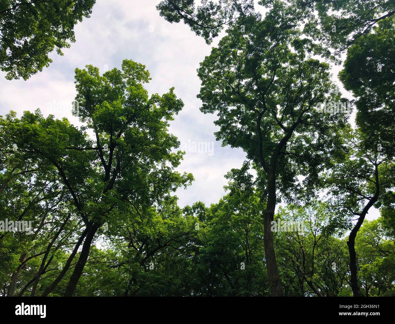 Arbres dans la forêt : vue à travers le couvert d'arbres lors d'une spectaculaire journée d'été ensoleillée avec des arbres montrant des feuilles vertes sur le ciel bleu Banque D'Images