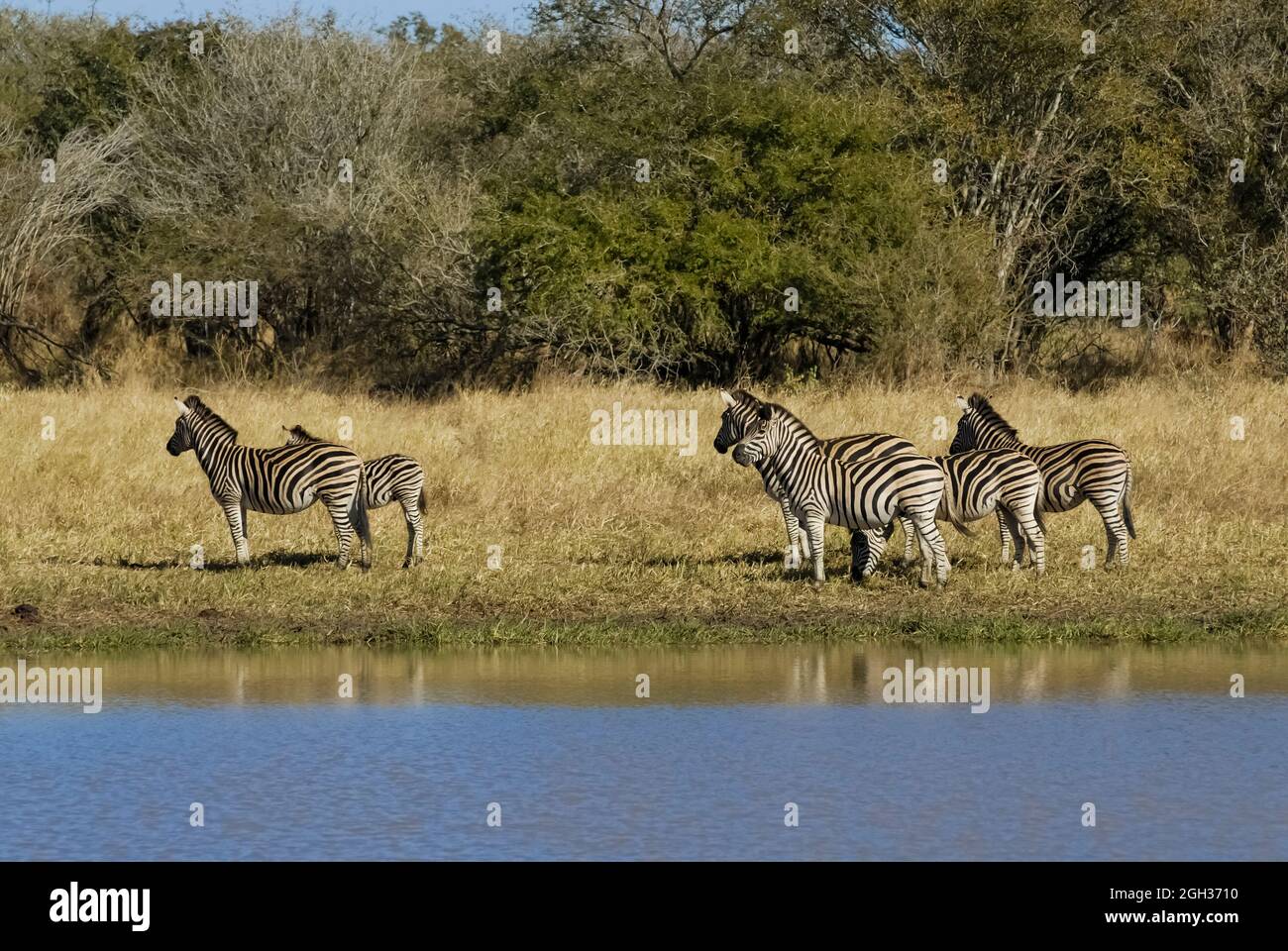Zèbre africain dans l'environnement de sabannah, Parc national Kruger, Afrique du Sud. Banque D'Images