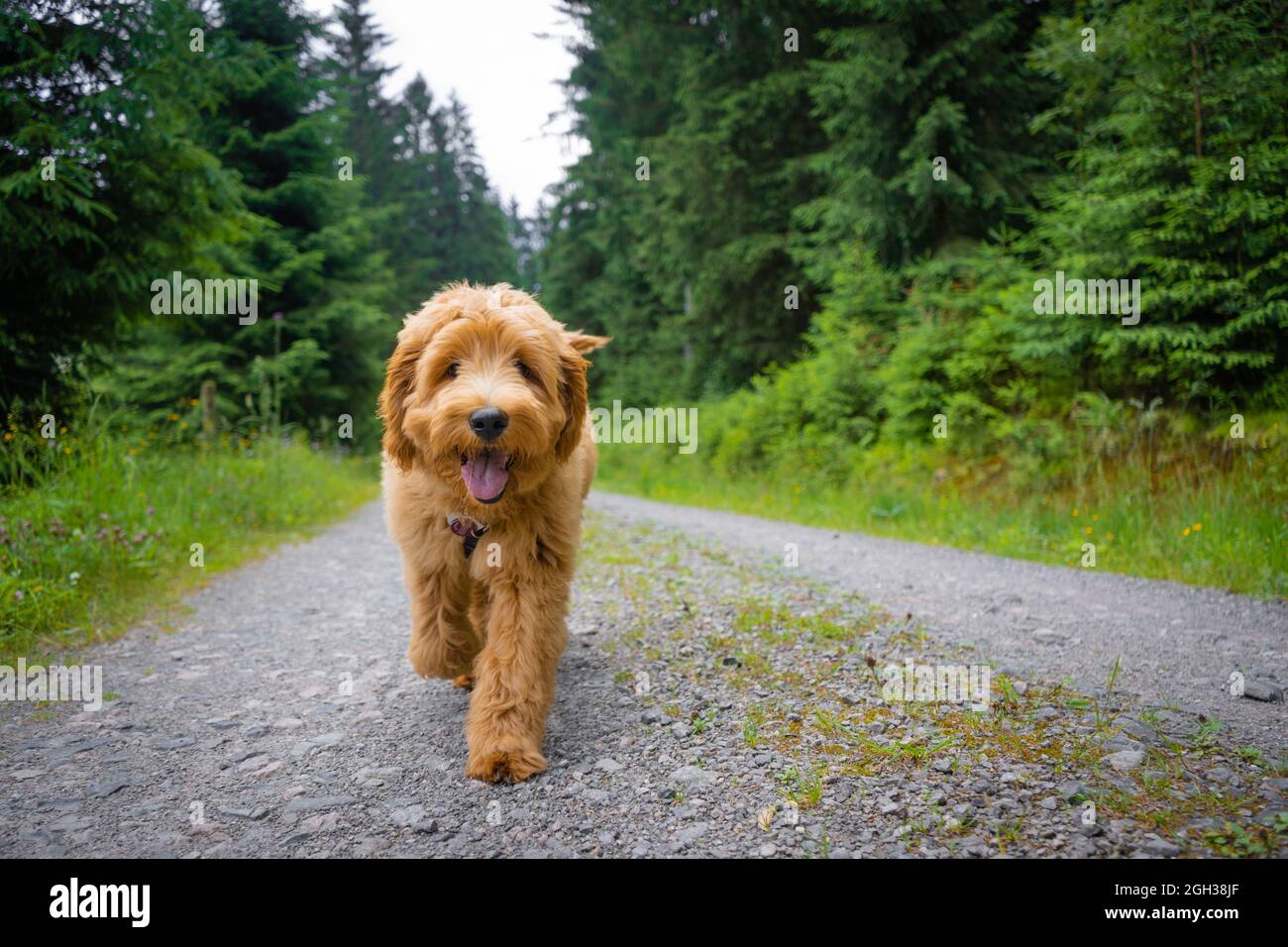 chiot doré qui s'exécute dans les bois Banque D'Images