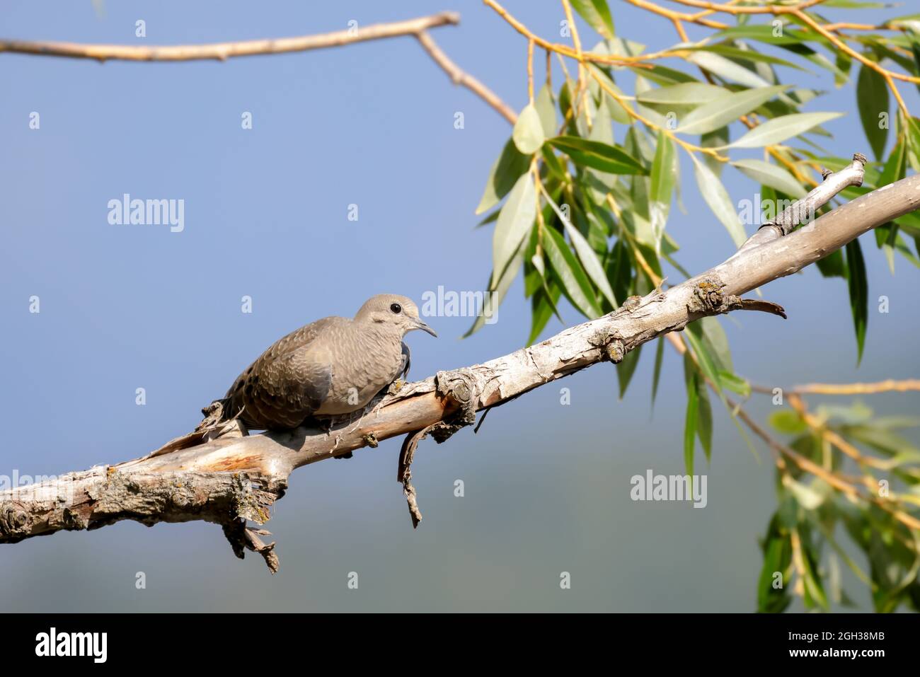 Photographie De Colombe En Deuil Banque D Image Et Photos Alamy